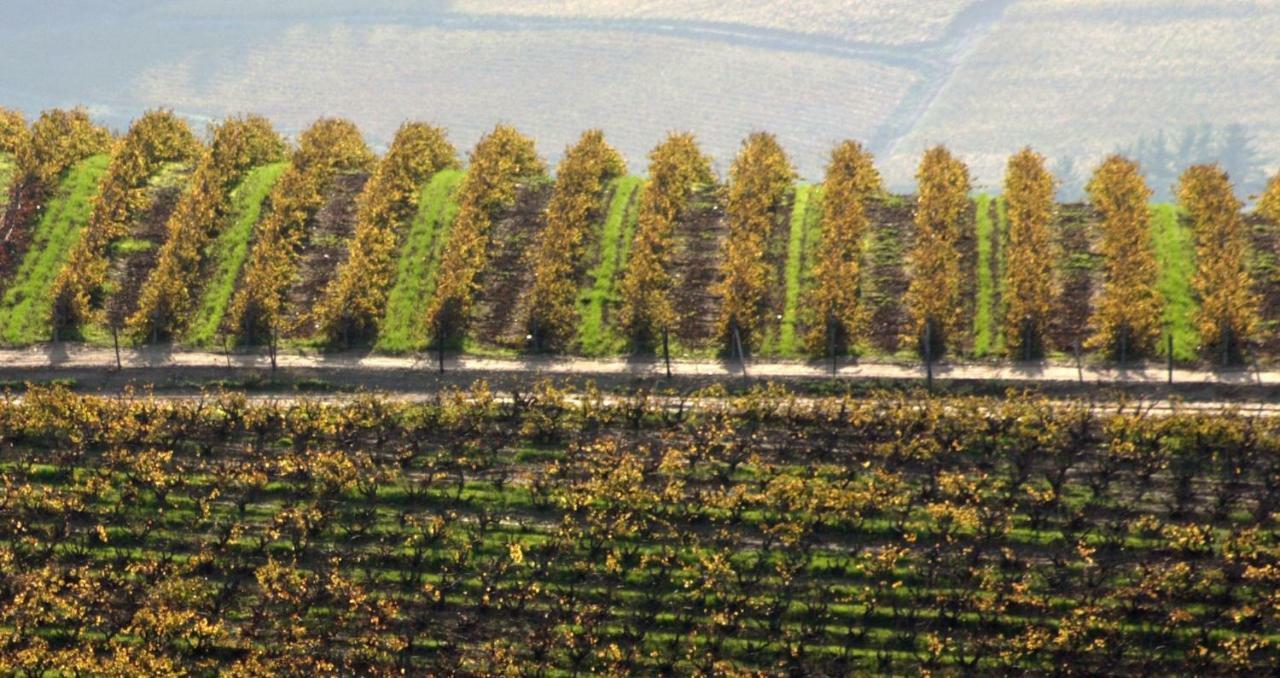 Апартаменти Mooiplaas Wine Estate Стелленбос Екстер'єр фото